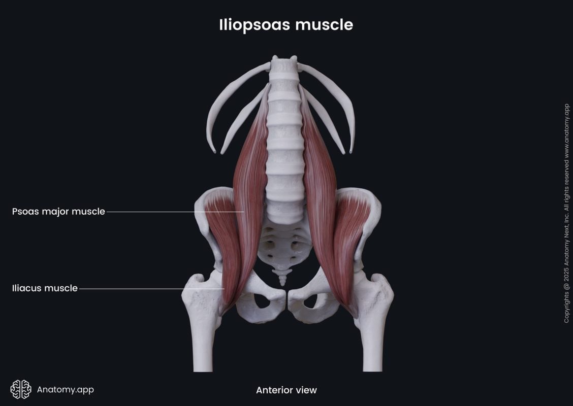 Iliopsoas muscle anatomy diagram